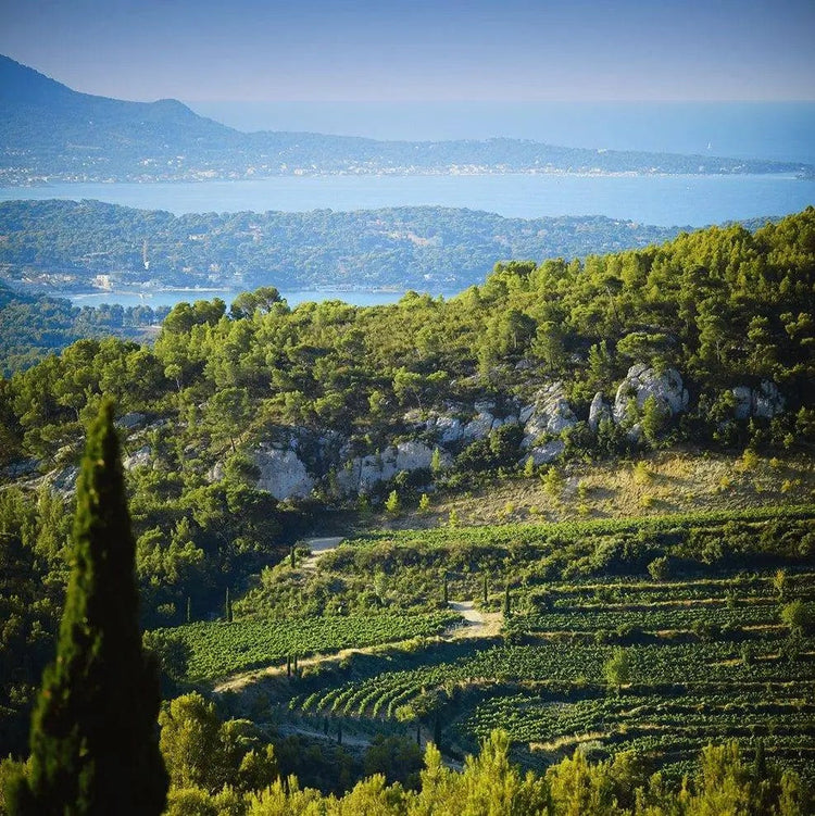 Image of Chateau de Pibarnon vineyard in Bandol overlooking the sea